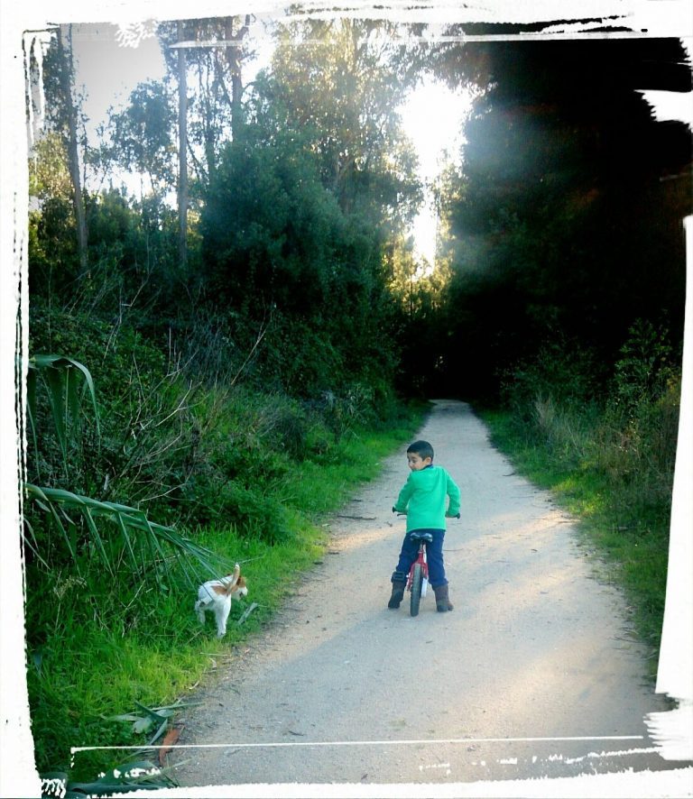 criadero jack russell, jack russell terrier, jack russell terrier precio, jack russell pelo largo, jack russell terrier mini, jack russell pelo corto, jack russell precio, jack russell broken, jack russell pelo duro, jack russell terrier temperamento, jack russell cachorro, jackrussell, jack russell pelo broken, precio jack russell terrier, oncetartessos, jack russell tamaño, altajara, anroal, precio jack russell, criadero de jack russell, cachorro de jack russell, criadores jack russell, camada jack russell terrier, jack russell bilbao, jack russell, madrid, jack russell barcelona