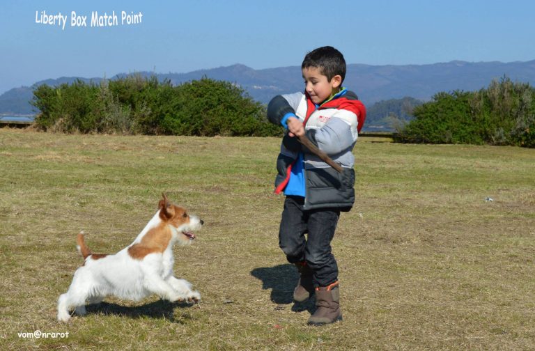 criadero jack russell, jack russell terrier, jack russell terrier precio, jack russell pelo largo, jack russell terrier mini, jack russell pelo corto, jack russell precio, jack russell broken, jack russell pelo duro, jack russell terrier temperamento, jack russell cachorro, jackrussell, jack russell pelo broken, precio jack russell terrier, oncetartessos, jack russell tamaño, altajara, anroal, precio jack russell, criadero de jack russell, cachorro de jack russell, criadores jack russell, camada jack russell terrier, jack russell bilbao, jack russell, madrid, jack russell barcelona