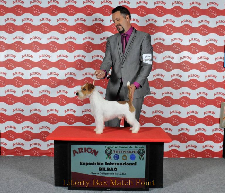 criadero jack russell, jack russell terrier, jack russell terrier precio, jack russell pelo largo, jack russell terrier mini, jack russell pelo corto, jack russell precio, jack russell broken, jack russell pelo duro, jack russell terrier temperamento, jack russell cachorro, jackrussell, jack russell pelo broken, precio jack russell terrier, oncetartessos, jack russell tamaño, altajara, anroal, precio jack russell, criadero de jack russell, cachorro de jack russell, criadores jack russell, camada jack russell terrier, jack russell bilbao, jack russell, madrid, jack russell barcelona