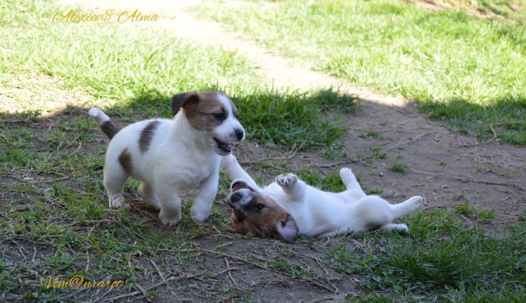 criadero jack russell, jack russell terrier, jack russell terrier precio, jack russell pelo largo, jack russell terrier mini, jack russell pelo corto, jack russell precio, jack russell broken, jack russell pelo duro, jack russell terrier temperamento, jack russell cachorro, jackrussell, jack russell pelo broken, precio jack russell terrier, oncetartessos, jack russell tamaño, altajara, anroal, precio jack russell, criadero de jack russell, cachorro de jack russell, criadores jack russell, camada jack russell terrier, jack russell bilbao, jack russell, madrid, jack russell barcelona