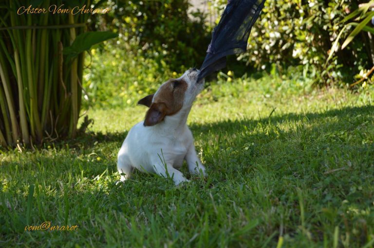 criadero jack russell, jack russell terrier, jack russell terrier precio, jack russell pelo largo, jack russell terrier mini, jack russell pelo corto, jack russell precio, jack russell broken, jack russell pelo duro, jack russell terrier temperamento, jack russell cachorro, jackrussell, jack russell pelo broken, precio jack russell terrier, oncetartessos, jack russell tamaño, altajara, anroal, precio jack russell, criadero de jack russell, cachorro de jack russell, criadores jack russell, camada jack russell terrier, jack russell bilbao, jack russell, madrid, jack russell barcelona