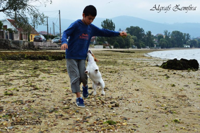 criadero jack russell, jack russell terrier, jack russell terrier precio, jack russell pelo largo, jack russell terrier mini, jack russell pelo corto, jack russell precio, jack russell broken, jack russell pelo duro, jack russell terrier temperamento, jack russell cachorro, jackrussell, jack russell pelo broken, precio jack russell terrier, oncetartessos, jack russell tamaño, altajara, anroal, precio jack russell, criadero de jack russell, cachorro de jack russell, criadores jack russell, camada jack russell terrier, jack russell bilbao, jack russell, madrid, jack russell barcelona