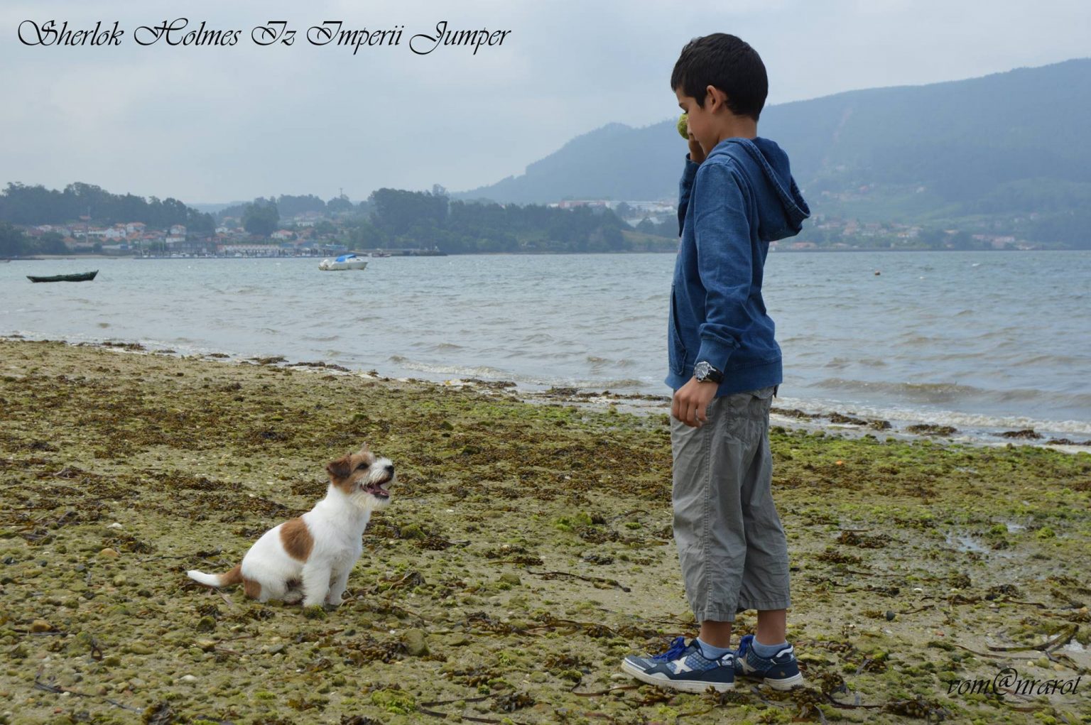 Standard Jack Russell Terrier standard, measurements, hair types etc