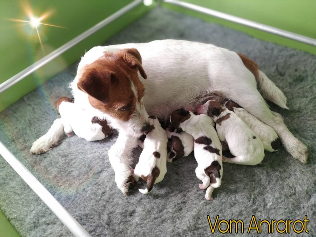 criadero jack russell, jack russell terrier, jack russell terrier precio, jack russell pelo largo, jack russell terrier mini, jack russell pelo corto, jack russell precio, jack russell broken, jack russell pelo duro, jack russell terrier temperamento, jack russell cachorro, jackrussell, jack russell pelo broken, precio jack russell terrier, oncetartessos, jack russell tamaño, altajara, anroal, precio jack russell, criadero de jack russell, cachorro de jack russell, criadores jack russell, camada jack russell terrier, jack russell bilbao, jack russell, madrid, jack russell barcelona