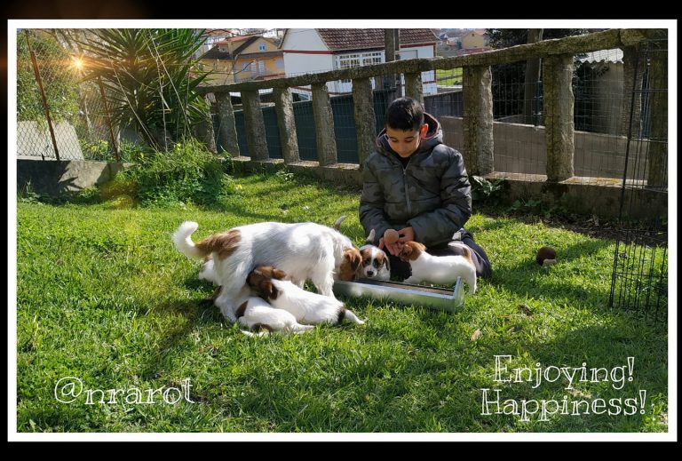 camada Jack Russell terrier, pienso para perros, cachorro jack russell terrier, camada jack russell, jack russell anroal, altajara jack russell, jack russell madrid
