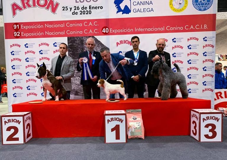 criadero jack russell, jack russell terrier, jack russell terrier precio, jack russell pelo largo, jack russell terrier mini, jack russell pelo corto, jack russell precio, jack russell broken, jack russell pelo duro, jack russell terrier temperamento, jack russell cachorro, jackrussell, jack russell pelo broken, precio jack russell terrier, oncetartessos, jack russell tamaño, altajara, anroal, precio jack russell, criadero de jack russell, cachorro de jack russell, criadores jack russell, camada jack russell terrier, jack russell bilbao, jack russell, madrid, jack russell barcelona