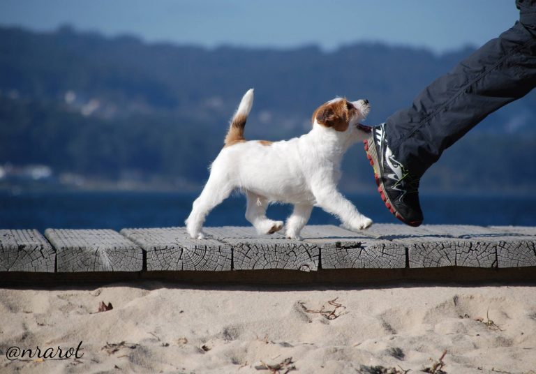 cachorro de Jack Russell terrier, cachorro de pelo duro, criadero jack russell terrier, jack russell pelo broken, mejor criador jack russell, jack russell anroal, jack russell altajara, bañeras para perros