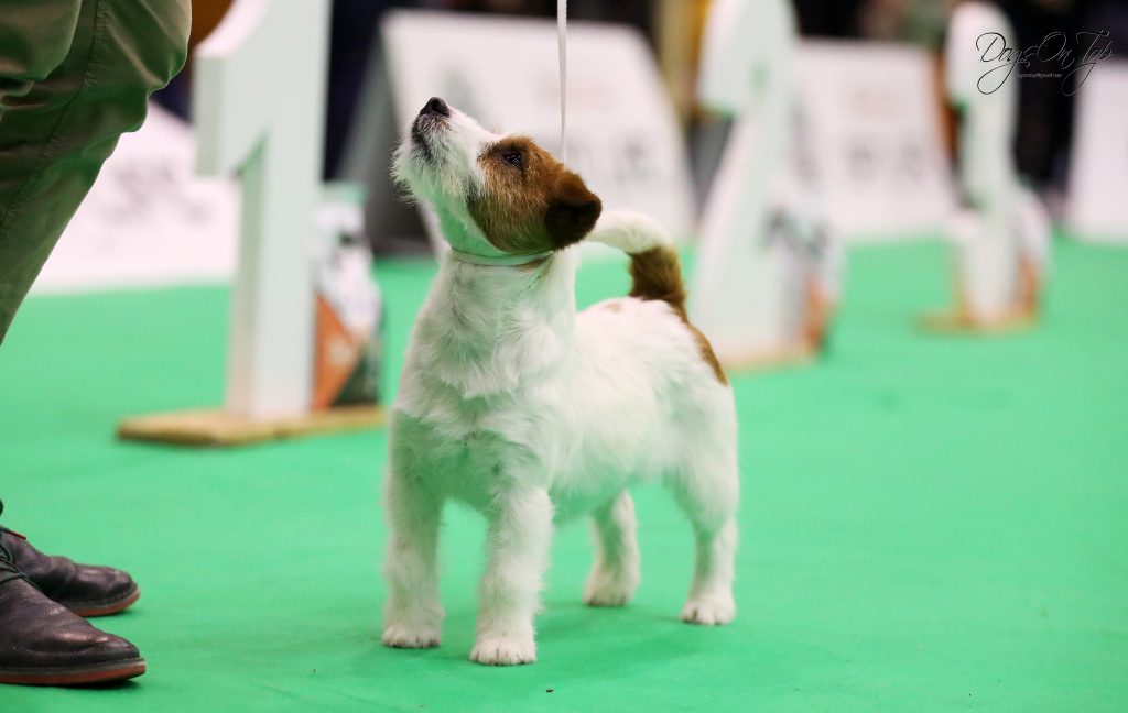 Jack Russell criadero, jack russell terrier pelo broken, jack russell criadero, jack russell madrid, jack russell barcelona, jack russell terrier pelo duro, jack russell galicia, jack russell anroal, anroal, anrarot, altajara, jack russell camada, jack russell cachorro