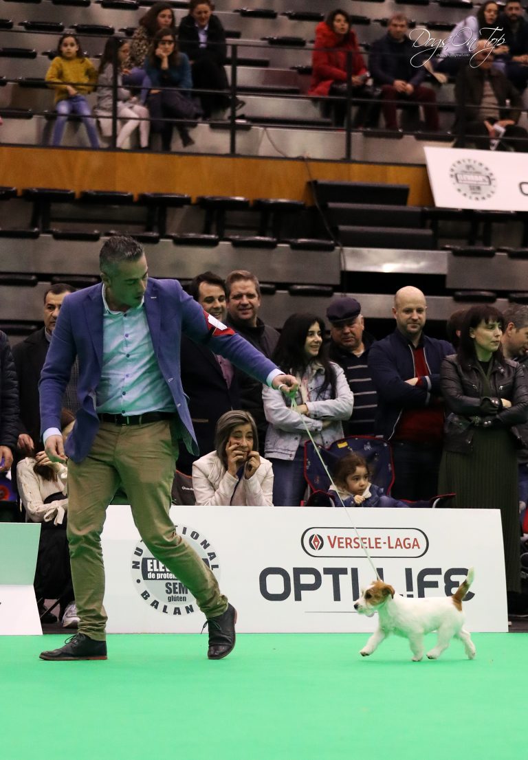 Criadero familiar de Jack Russell Terrier, Jack Russell pelo corto, jack russell terrier pelo broken, jack russell criadero, jack russell madrid, jack russell barcelona, jack russell terrier pelo duro, jack russell galicia, jack russell anroal, anroal, anrarot, altajara, jack russell camada, jack russell cachorro, criadero jack russell galicia, gaspalleira,cuanto ejercico necesita un jack russell