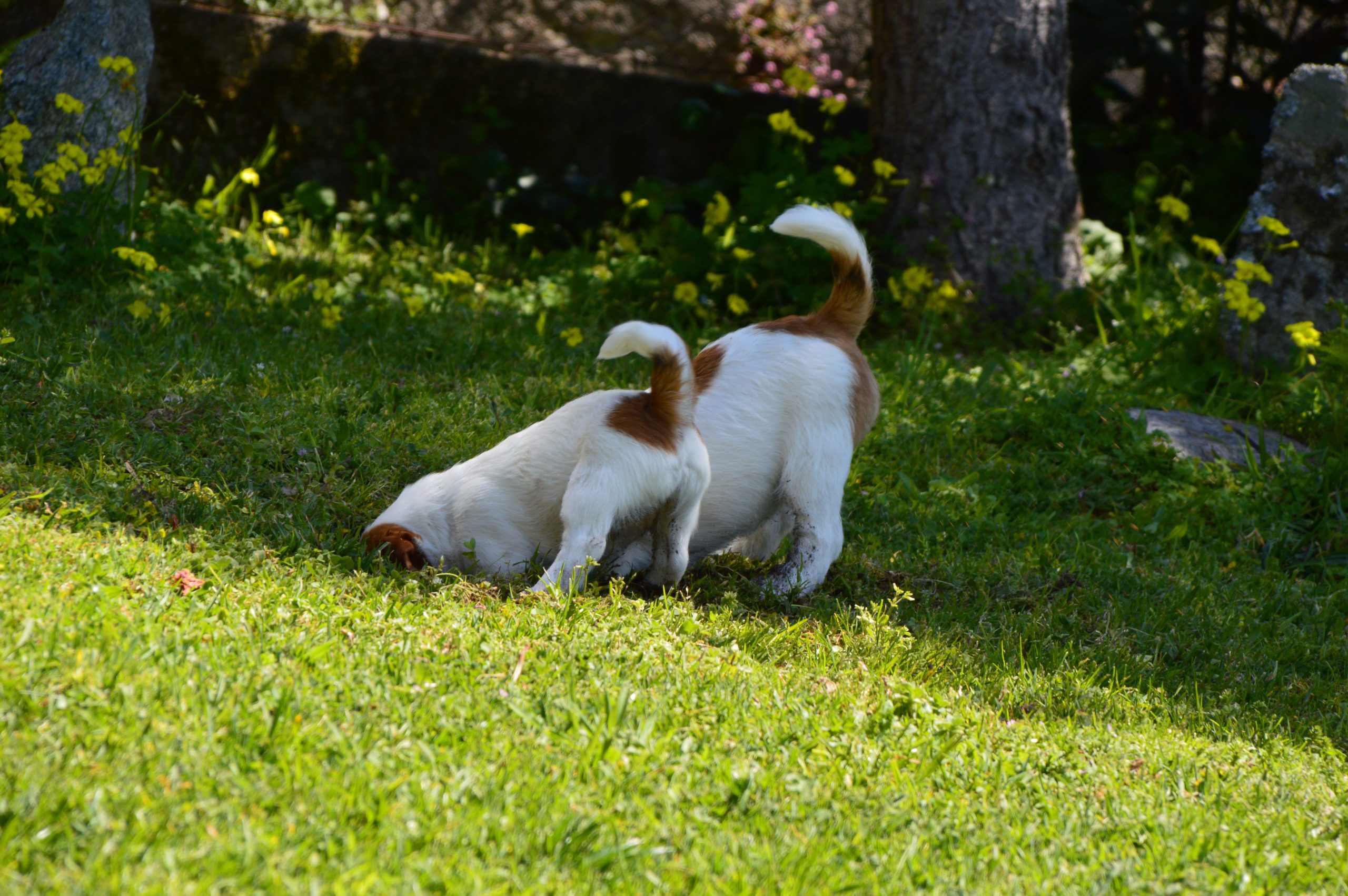 Dos Jack Russell Terrier escarbando en el jardín