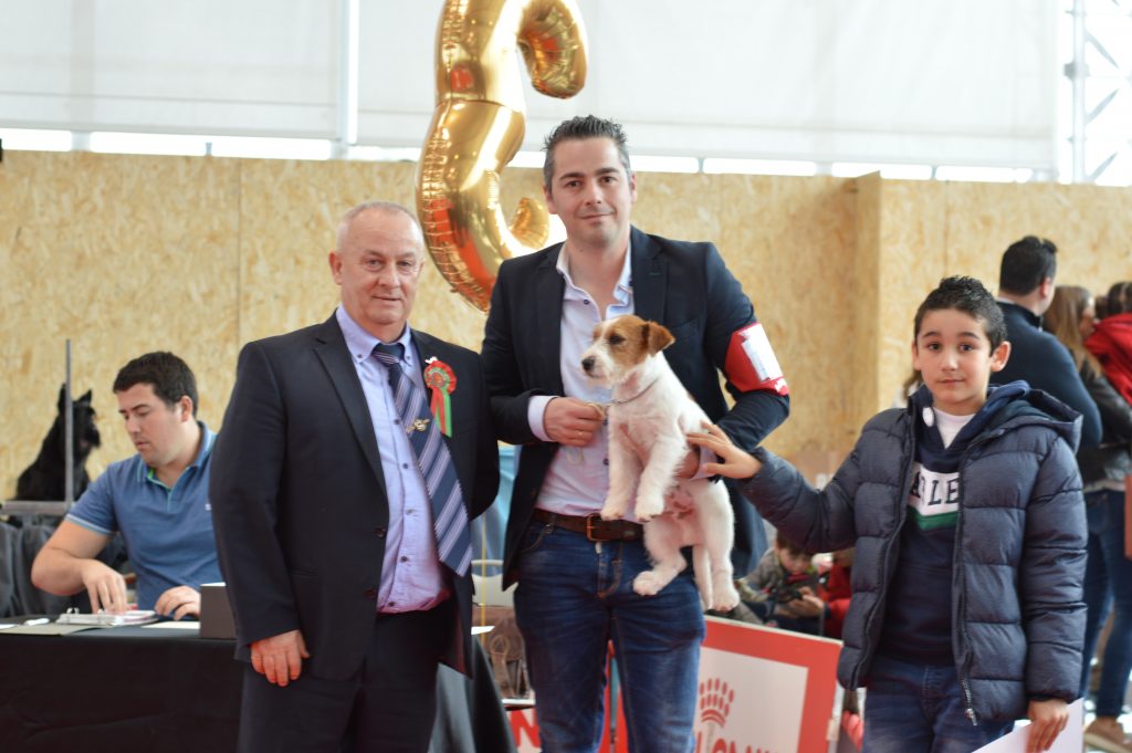 Jack russell Madrid, Jack Russell Barcelona, el perro de la máscara, jack russell terrier pelo broken, jack russell criadero, jack russell madrid, jack russell barcelona, jack russell terrier pelo duro, jack russell galicia, jack russell anroal, anroal, anrarot, altajara, jack russell camada, jack russell cachorro