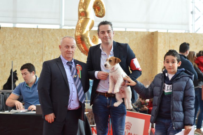 criadero jack russell, jack russell terrier, jack russell terrier precio, jack russell pelo largo, jack russell terrier mini, jack russell pelo corto, jack russell precio, jack russell broken, jack russell pelo duro, jack russell terrier temperamento, jack russell cachorro, jackrussell, jack russell pelo broken, precio jack russell terrier, oncetartessos, jack russell tamaño, altajara, anroal, precio jack russell, criadero de jack russell, cachorro de jack russell, criadores jack russell, camada jack russell terrier, jack russell bilbao, jack russell, madrid, jack russell barcelona