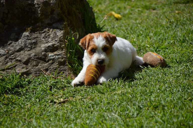 criadero jack russell, jack russell terrier, jack russell terrier precio, jack russell pelo largo, jack russell terrier mini, jack russell pelo corto, jack russell precio, jack russell broken, jack russell pelo duro, jack russell terrier temperamento, jack russell cachorro, jackrussell, jack russell pelo broken, precio jack russell terrier, oncetartessos, jack russell tamaño, altajara, anroal, precio jack russell, criadero de jack russell, cachorro de jack russell, criadores jack russell, camada jack russell terrier, jack russell bilbao, jack russell, madrid, jack russell barcelona
