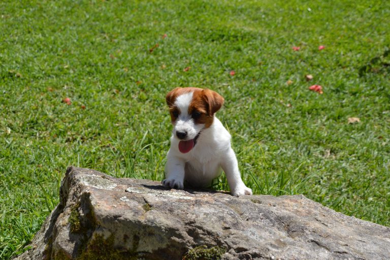 criadero jack russell, jack russell terrier, jack russell terrier precio, jack russell pelo largo, jack russell terrier mini, jack russell pelo corto, jack russell precio, jack russell broken, jack russell pelo duro, jack russell terrier temperamento, jack russell cachorro, jackrussell, jack russell pelo broken, precio jack russell terrier, oncetartessos, jack russell tamaño, altajara, anroal, precio jack russell, criadero de jack russell, cachorro de jack russell, criadores jack russell, camada jack russell terrier, jack russell bilbao, jack russell, madrid, jack russell barcelona