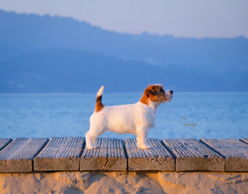 Cachorro Jack Russell Terrier posando de perfil
