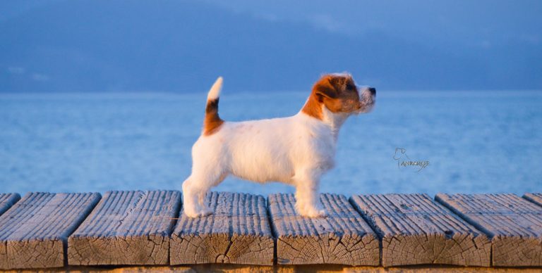 cachorro de nuestro Criadero familiar de Jack Russell Terrier, jack russell terrier pelo broken, jack russell criadero, jack russell madrid, jack russell barcelona, jack russell terrier pelo duro, jack russell galicia, jack russell anroal, anroal, anrarot, altajara, jack russell camada, jack russell cachorro