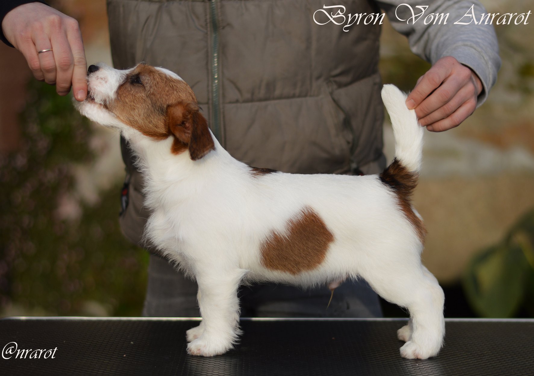 Byron, Jack Russell Terrier de Anrarot JRT