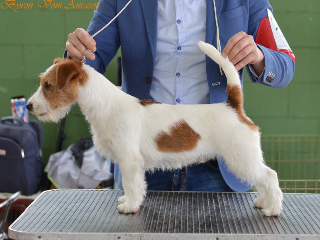 Jack Russell criadero, jack russell terrier pelo broken, jack russell criadero, jack russell madrid, jack russell barcelona, jack russell terrier pelo duro, jack russell galicia, jack russell anroal, anroal, anrarot, altajara, jack russell camada, jack russell cachorro