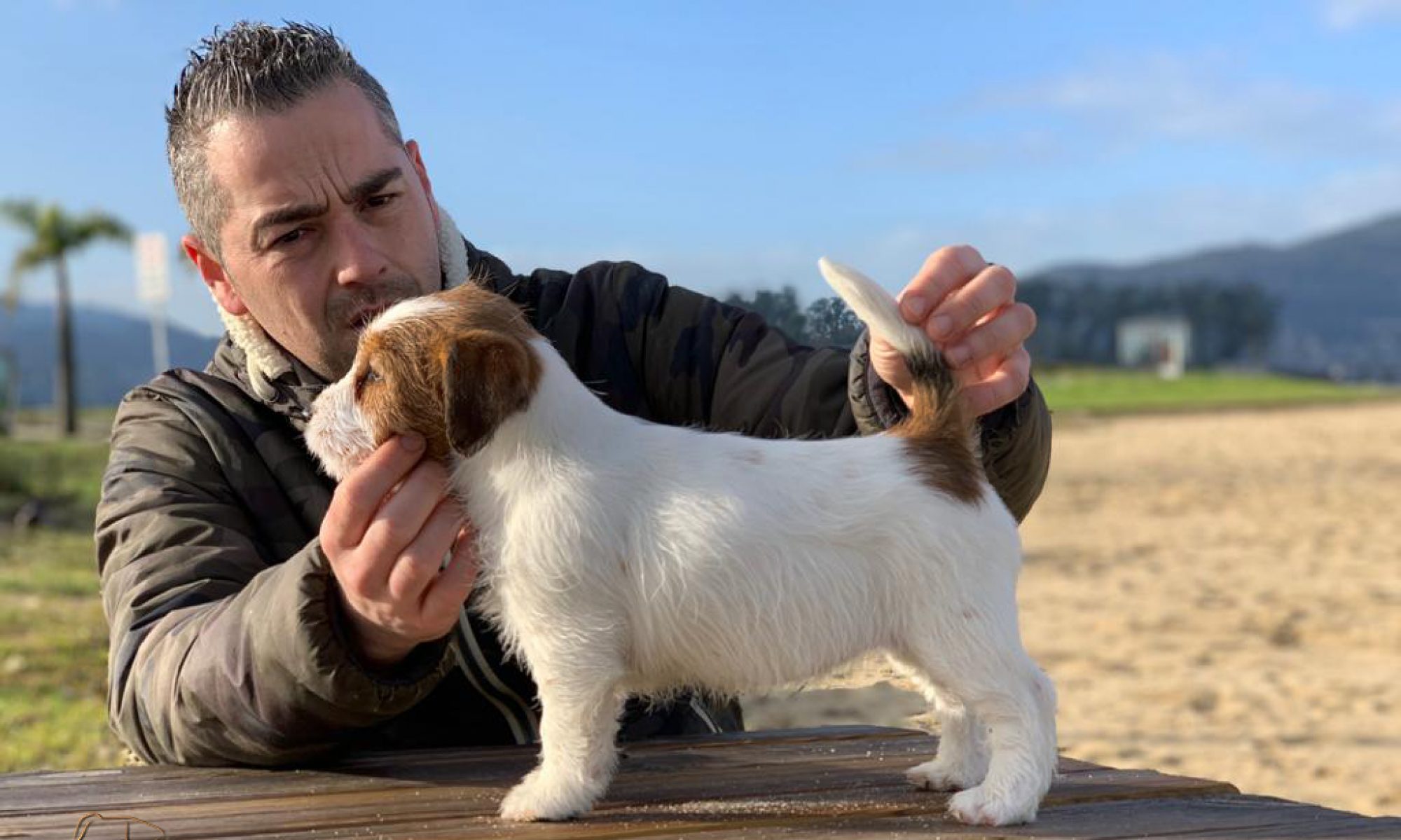 Jack Russell Terrier criado por Vom Anrarot en Galicia