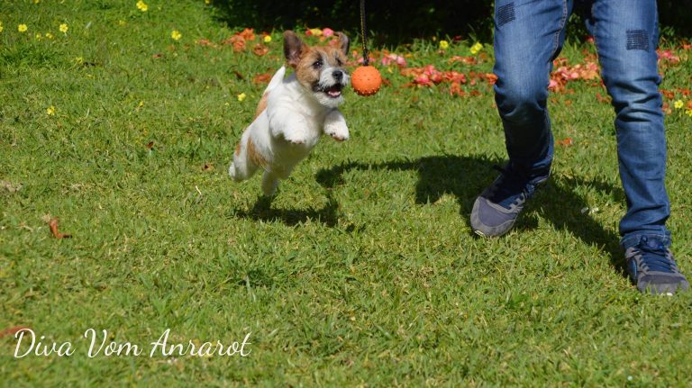 jack russell terrier de pelo largo, mejores champús para perros, bañera para perros, bañera profesional para perros, bañeras para perros pequeños, bañera para perros plastico, expulsor de aire para perros, secador de pelo para perros, el mejor secador de pelo para perros, secador de pelo profesional para perros