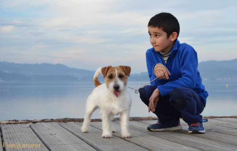 criadero jack russell, jack russell terrier, jack russell terrier precio, jack russell pelo largo, jack russell terrier mini, jack russell pelo corto, jack russell precio, jack russell broken, jack russell pelo duro, jack russell terrier temperamento, jack russell cachorro, jackrussell, jack russell pelo broken, precio jack russell terrier, oncetartessos, jack russell tamaño, altajara, anroal, precio jack russell, criadero de jack russell, cachorro de jack russell, criadores jack russell, camada jack russell terrier, jack russell bilbao, jack russell, madrid, jack russell barcelona