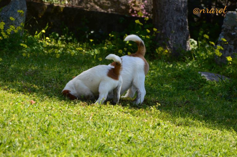 criadero jack russell, jack russell terrier, jack russell terrier precio, jack russell pelo largo, jack russell terrier mini, jack russell pelo corto, jack russell precio, jack russell broken, jack russell pelo duro, jack russell terrier temperamento, jack russell cachorro, jackrussell, jack russell pelo broken, precio jack russell terrier, oncetartessos, jack russell tamaño, altajara, anroal, precio jack russell, criadero de jack russell, cachorro de jack russell, criadores jack russell, camada jack russell terrier, jack russell bilbao, jack russell, madrid, jack russell barcelona, anroal jack russell, oncetartessos jack russell, gaspalleira, adiestrador perros