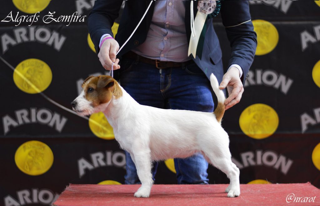 criadero jack russell, jack russell terrier, jack russell terrier precio, jack russell pelo largo, jack russell terrier mini, jack russell pelo corto, jack russell precio, jack russell broken, jack russell pelo duro, jack russell terrier temperamento, jack russell cachorro, jackrussell, jack russell pelo broken, precio jack russell terrier, oncetartessos, jack russell tamaño, altajara, anroal, precio jack russell, criadero de jack russell, cachorro de jack russell, criadores jack russell, camada jack russell terrier, jack russell bilbao, jack russell, madrid, jack russell barcelona