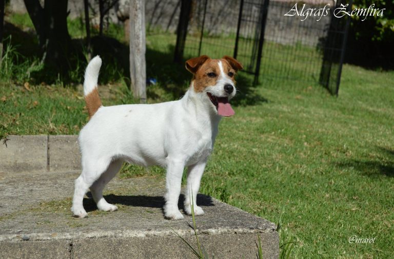 Jack Russell pelo corto, jack russell terrier pelo broken, jack russell criadero, jack russell madrid, jack russell barcelona, jack russell terrier pelo duro, jack russell galicia, jack russell anroal, anroal, anrarot, altajara, jack russell camada, jack russell cachorro, criadero jack russell galicia, gaspalleira,cuanto ejercico necesita un jack russell