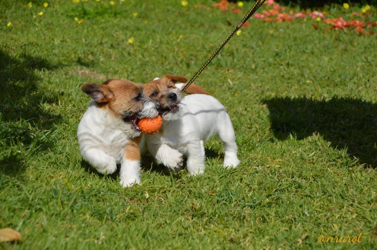 criadero jack russell, jack russell terrier, jack russell terrier precio, jack russell pelo largo, jack russell terrier mini, jack russell pelo corto, jack russell precio, jack russell broken, jack russell pelo duro, jack russell terrier temperamento, jack russell cachorro, jackrussell, jack russell pelo broken, precio jack russell terrier, oncetartessos, jack russell tamaño, altajara, anroal, precio jack russell, criadero de jack russell, cachorro de jack russell, criadores jack russell, camada jack russell terrier, jack russell bilbao, jack russell, madrid, jack russell barcelona