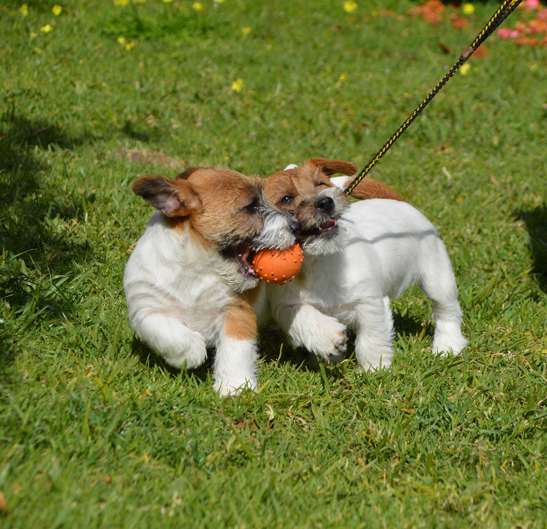 Dos Jack Russell Terrier de Anrarot JRT jugando