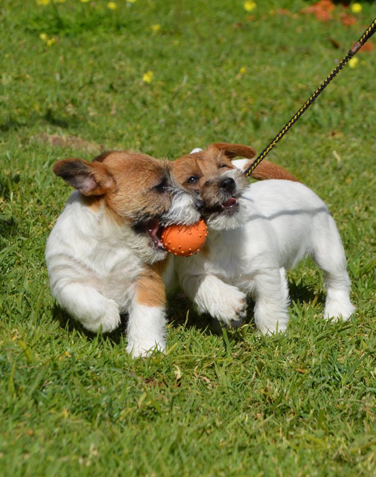 criadero jack russell, jack russell terrier, jack russell terrier precio, jack russell pelo largo, jack russell terrier mini, jack russell pelo corto, jack russell precio, jack russell broken, jack russell pelo duro, jack russell terrier temperamento, jack russell cachorro, jackrussell, jack russell pelo broken, precio jack russell terrier, oncetartessos, jack russell tamaño, altajara, anroal, precio jack russell, criadero de jack russell, cachorro de jack russell, criadores jack russell, camada jack russell terrier, jack russell bilbao, jack russell, madrid, jack russell barcelona