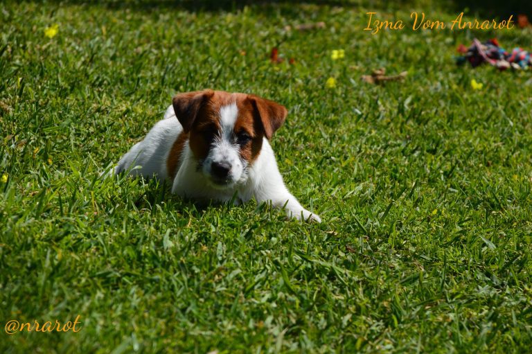 criadero jack russell, jack russell terrier, jack russell terrier precio, jack russell pelo largo, jack russell terrier mini, jack russell pelo corto, jack russell precio, jack russell broken, jack russell pelo duro, jack russell terrier temperamento, jack russell cachorro, jackrussell, jack russell pelo broken, precio jack russell terrier, oncetartessos, jack russell tamaño, altajara, anroal, precio jack russell, criadero de jack russell, cachorro de jack russell, criadores jack russell, camada jack russell terrier, jack russell bilbao, jack russell, madrid, jack russell barcelona