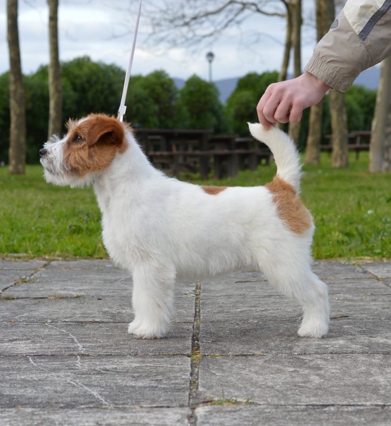 Jack russell Madrid, Jack Russell Barcelona, el perro de la máscara, jack russell terrier pelo broken, jack russell criadero, jack russell madrid, jack russell barcelona, jack russell terrier pelo duro, jack russell galicia, jack russell anroal, anroal, anrarot, altajara, jack russell camada, jack russell cachorro, Cachorro Jack Russell Terrier en Galicia, criadero familiar