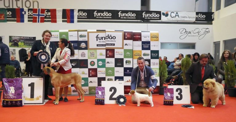 Cachorra Jack Russell pelo duro, jack russell terrier pelo broken, jack russell criadero, jack russell madrid, jack russell barcelona, jack russell terrier pelo duro, jack russell galicia, jack russell anroal, anroal, anrarot, altajara, jack russell camada, jack russell cachorro