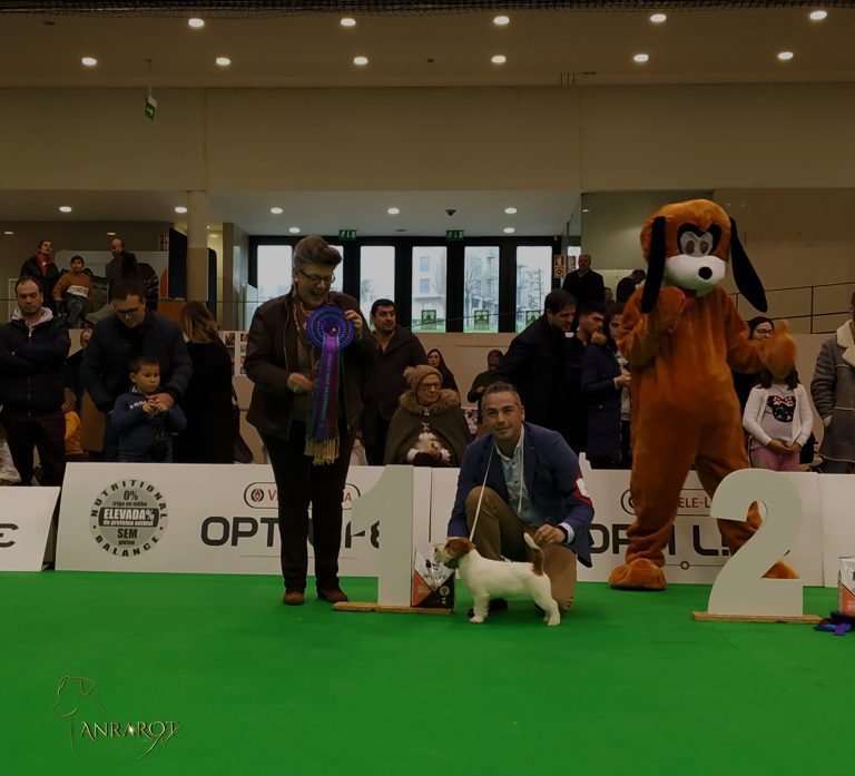 criadero jack russell, jack russell terrier, jack russell terrier precio, jack russell pelo largo, jack russell terrier mini, jack russell pelo corto, jack russell precio, jack russell broken, jack russell pelo duro, jack russell terrier temperamento, jack russell cachorro, jackrussell, jack russell pelo broken, precio jack russell terrier, oncetartessos, jack russell tamaño, altajara, anroal, precio jack russell, criadero de jack russell, cachorro de jack russell, criadores jack russell, camada jack russell terrier, jack russell bilbao, jack russell, madrid, jack russell barcelona