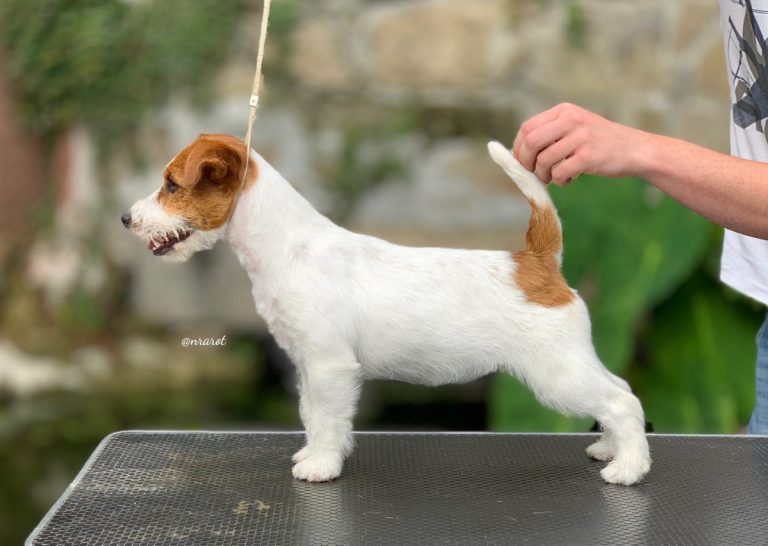 camada Jack Russell terrier, pienso para perros, cachorro jack russell terrier, camada jack russell, jack russell anroal, altajara jack russell, jack russell madrid, criadero jack russell terrier, jack russell terrier galicia, mejor criader jack russell terrier, jack russelll pelo broken, jack russell pelo duro, criadero jack russell, jack russell terrier, jack russell terrier precio, jack russell pelo largo, jack russell terrier mini, jack russell pelo corto, jack russell precio, jack russell broken, jack russell pelo duro, jack russell terrier temperamento, jack russell cachorro, jackrussell, jack russell pelo broken, precio jack russell terrier, oncetartessos, jack russell tamaño, altajara, anroal, precio jack russell, criadero de jack russell, cachorro de jack russell, criadores jack russell, camada jack russell terrier, jack russell bilbao, jack russell, madrid, jack russell barcelona