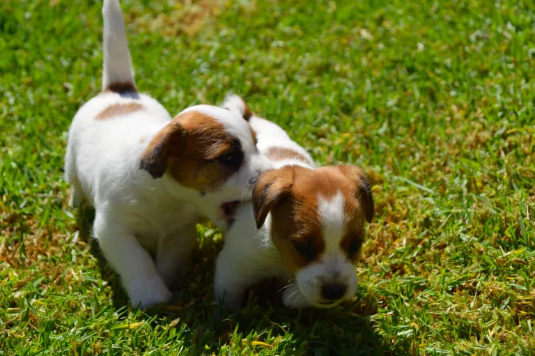 Jack Russell Galicia, Jack Russell Asturias, Jack Russell Cantabria, Jack Russell País Vasco, Jack Russell Navarra, Jack Russell La Rioja, Jack Russell Aragón, Jack Russell Cataluña, Jack Russell Comunidad Valenciana, Jack Russell Islas Baleares, Jack Russell Castilla y León, Jack Russell Castilla-La Mancha, Jack Russell Madrid, Jack Russell Extremadura, Jack Russell Andalucía, Jack Russell Murcia, Jack Russell Islas Canarias, Jack Russell Ceuta, Jack Russell Melilla, camada Jack Russell terrier, pienso para perros, cachorro jack russell terrier, camada jack russell, jack russell anroal, altajara jack russell, jack russell madrid, criadero jack russell terrier, jack russell terrier galicia, mejor criader jack russell terrier, jack russelll pelo broken, jack russell pelo duro, criadero jack russell, jack russell terrier, jack russell terrier precio, jack russell pelo largo, jack russell terrier mini, jack russell pelo corto, jack russell precio, jack russell broken, jack russell pelo duro, jack russell terrier temperamento, jack russell cachorro, jackrussell, jack russell pelo broken, precio jack russell terrier, oncetartessos, jack russell tamaño, altajara, anroal, precio jack russell, criadero de jack russell, cachorro de jack russell, criadores jack russell, camada jack russell terrier, Jack Russell Terrier, Cachorro Jack Russell, Camada Jack Russell Terrier, Jack Russell Terrier pelo broken, Jack Russell pelo duro, Raza Terrier, Cuidado del cachorro, Entrenamiento para cachorro Jack Russell, Camada saludable, Adopción de cachorro Jack Russell, Características de la raza Terrier, Mejor comida para cachorro Jack Russell, Tamaño de camada, Cuidado del cachorro Jack Russell, Consejos para el entrenamiento de cachorros Terrier, Encontrar cachorros Jack Russell, Entrenamiento en el uso de la caja de arena, Comportamiento del cachorro Jack Russell, Salud del cachorro Terrier, Precio del cachorro Jack Russell, Socialización de la camada, Temperamento del cachorro Jack Russell, Criadores de cachorros Terrier, Cuidado del pelaje del cachorro Jack Russell