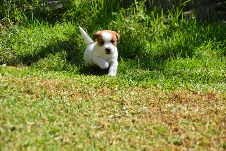 Jack Russell Galicia, Jack Russell Asturias, Jack Russell Cantabria, Jack Russell País Vasco, Jack Russell Navarra, Jack Russell La Rioja, Jack Russell Aragón, Jack Russell Cataluña, Jack Russell Comunidad Valenciana, Jack Russell Islas Baleares, Jack Russell Castilla y León, Jack Russell Castilla-La Mancha, Jack Russell Madrid, Jack Russell Extremadura, Jack Russell Andalucía, Jack Russell Murcia, Jack Russell Islas Canarias, Jack Russell Ceuta, Jack Russell Melilla, camada Jack Russell terrier, pienso para perros, cachorro jack russell terrier, camada jack russell, jack russell anroal, altajara jack russell, jack russell madrid, criadero jack russell terrier, jack russell terrier galicia, mejor criader jack russell terrier, jack russelll pelo broken, jack russell pelo duro, criadero jack russell, jack russell terrier, jack russell terrier precio, jack russell pelo largo, jack russell terrier mini, jack russell pelo corto, jack russell precio, jack russell broken, jack russell pelo duro, jack russell terrier temperamento, jack russell cachorro, jackrussell, jack russell pelo broken, precio jack russell terrier, oncetartessos, jack russell tamaño, altajara, anroal, precio jack russell, criadero de jack russell, cachorro de jack russell, criadores jack russell, camada jack russell terrier, Jack Russell Terrier, Cachorro Jack Russell, Camada Jack Russell Terrier, Jack Russell Terrier pelo broken, Jack Russell pelo duro, Raza Terrier, Cuidado del cachorro, Entrenamiento para cachorro Jack Russell, Camada saludable, Adopción de cachorro Jack Russell, Características de la raza Terrier, Mejor comida para cachorro Jack Russell, Tamaño de camada, Cuidado del cachorro Jack Russell, Consejos para el entrenamiento de cachorros Terrier, Encontrar cachorros Jack Russell, Entrenamiento en el uso de la caja de arena, Comportamiento del cachorro Jack Russell, Salud del cachorro Terrier, Precio del cachorro Jack Russell, Socialización de la camada, Temperamento del cachorro Jack Russell, Criadores de cachorros Terrier, Cuidado del pelaje del cachorro Jack Russell