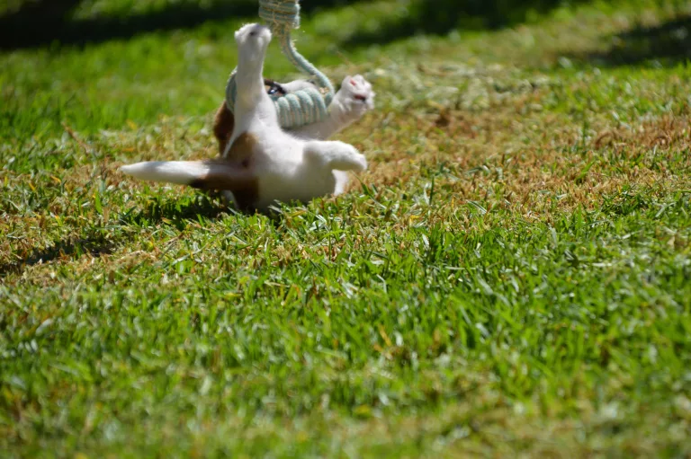 Jack Russell Galicia, Jack Russell Asturias, Jack Russell Cantabria, Jack Russell País Vasco, Jack Russell Navarra, Jack Russell La Rioja, Jack Russell Aragón, Jack Russell Cataluña, Jack Russell Comunidad Valenciana, Jack Russell Islas Baleares, Jack Russell Castilla y León, Jack Russell Castilla-La Mancha, Jack Russell Madrid, Jack Russell Extremadura, Jack Russell Andalucía, Jack Russell Murcia, Jack Russell Islas Canarias, Jack Russell Ceuta, Jack Russell Melilla, camada Jack Russell terrier, pienso para perros, cachorro jack russell terrier, camada jack russell, jack russell anroal, altajara jack russell, jack russell madrid, criadero jack russell terrier, jack russell terrier galicia, mejor criader jack russell terrier, jack russelll pelo broken, jack russell pelo duro, criadero jack russell, jack russell terrier, jack russell terrier precio, jack russell pelo largo, jack russell terrier mini, jack russell pelo corto, jack russell precio, jack russell broken, jack russell pelo duro, jack russell terrier temperamento, jack russell cachorro, jackrussell, jack russell pelo broken, precio jack russell terrier, oncetartessos, jack russell tamaño, altajara, anroal, precio jack russell, criadero de jack russell, cachorro de jack russell, criadores jack russell, camada jack russell terrier, Jack Russell Terrier, Cachorro Jack Russell, Camada Jack Russell Terrier, Jack Russell Terrier pelo broken, Jack Russell pelo duro, Raza Terrier, Cuidado del cachorro, Entrenamiento para cachorro Jack Russell, Camada saludable, Adopción de cachorro Jack Russell, Características de la raza Terrier, Mejor comida para cachorro Jack Russell, Tamaño de camada, Cuidado del cachorro Jack Russell, Consejos para el entrenamiento de cachorros Terrier, Encontrar cachorros Jack Russell, Entrenamiento en el uso de la caja de arena, Comportamiento del cachorro Jack Russell, Salud del cachorro Terrier, Precio del cachorro Jack Russell, Socialización de la camada, Temperamento del cachorro Jack Russell, Criadores de cachorros Terrier, Cuidado del pelaje del cachorro Jack Russell