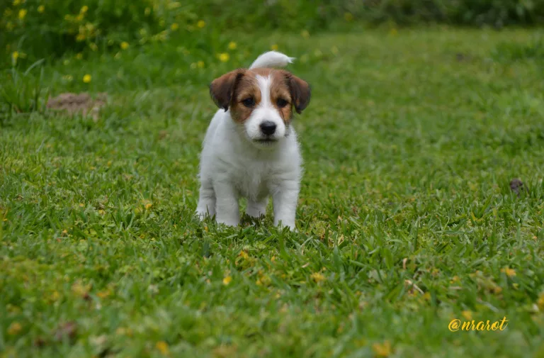 Cachorro de Jack Russell Terrier con manchas marrones sobre pelaje blanco, posando en un jardín con hierba verde y flores amarillas. Jack Russell Galicia, Jack Russell Asturias, Jack Russell Cantabria, Jack Russell País Vasco, Jack Russell Navarra, Jack Russell La Rioja, Jack Russell Aragón, Jack Russell Cataluña, Jack Russell Comunidad Valenciana, Jack Russell Islas Baleares, Jack Russell Castilla y León, Jack Russell Castilla-La Mancha, Jack Russell Madrid, Jack Russell Extremadura, Jack Russell Andalucía, Jack Russell Murcia, Jack Russell Islas Canarias, Jack Russell Ceuta, Jack Russell Melilla, camada Jack Russell terrier, pienso para perros, cachorro jack russell terrier, camada jack russell, jack russell anroal, altajara jack russell, jack russell madrid, criadero jack russell terrier, jack russell terrier galicia, mejor criader jack russell terrier, jack russelll pelo broken, jack russell pelo duro, criadero jack russell, jack russell terrier, jack russell terrier precio, jack russell pelo largo, jack russell terrier mini, jack russell pelo corto, jack russell precio, jack russell broken, jack russell pelo duro, jack russell terrier temperamento, jack russell cachorro, jackrussell, jack russell pelo broken, precio jack russell terrier, oncetartessos, jack russell tamaño, altajara, anroal, precio jack russell, criadero de jack russell, cachorro de jack russell, criadores jack russell, camada jack russell terrier, Jack Russell Terrier, Cachorro Jack Russell, Camada Jack Russell Terrier, Jack Russell Terrier pelo broken, Jack Russell pelo duro, Raza Terrier, Cuidado del cachorro, Entrenamiento para cachorro Jack Russell, Camada saludable, Adopción de cachorro Jack Russell, Características de la raza Terrier, Mejor comida para cachorro Jack Russell, Tamaño de camada, Cuidado del cachorro Jack Russell, Consejos para el entrenamiento de cachorros Terrier, Encontrar cachorros Jack Russell, Entrenamiento en el uso de la caja de arena, Comportamiento del cachorro Jack Russell, Salud del cachorro Terrier, Precio del cachorro Jack Russell, Socialización de la camada, Temperamento del cachorro Jack Russell, Criadores de cachorros Terrier, Cuidado del pelaje del cachorro Jack Russell