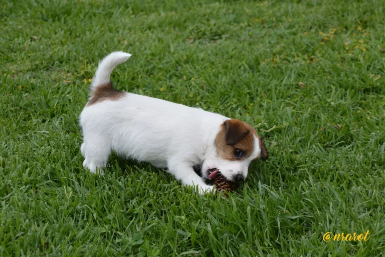Jack Russell Galicia, Jack Russell Asturias, Jack Russell Cantabria, Jack Russell País Vasco, Jack Russell Navarra, Jack Russell La Rioja, Jack Russell Aragón, Jack Russell Cataluña, Jack Russell Comunidad Valenciana, Jack Russell Islas Baleares, Jack Russell Castilla y León, Jack Russell Castilla-La Mancha, Jack Russell Madrid, Jack Russell Extremadura, Jack Russell Andalucía, Jack Russell Murcia, Jack Russell Islas Canarias, Jack Russell Ceuta, Jack Russell Melilla, camada Jack Russell terrier, pienso para perros, cachorro jack russell terrier, camada jack russell, jack russell anroal, altajara jack russell, jack russell madrid, criadero jack russell terrier, jack russell terrier galicia, mejor criader jack russell terrier, jack russelll pelo broken, jack russell pelo duro, criadero jack russell, jack russell terrier, jack russell terrier precio, jack russell pelo largo, jack russell terrier mini, jack russell pelo corto, jack russell precio, jack russell broken, jack russell pelo duro, jack russell terrier temperamento, jack russell cachorro, jackrussell, jack russell pelo broken, precio jack russell terrier, oncetartessos, jack russell tamaño, altajara, anroal, precio jack russell, criadero de jack russell, cachorro de jack russell, criadores jack russell, camada jack russell terrier, Jack Russell Terrier, Cachorro Jack Russell, Camada Jack Russell Terrier, Jack Russell Terrier pelo broken, Jack Russell pelo duro, Raza Terrier, Cuidado del cachorro, Entrenamiento para cachorro Jack Russell, Camada saludable, Adopción de cachorro Jack Russell, Características de la raza Terrier, Mejor comida para cachorro Jack Russell, Tamaño de camada, Cuidado del cachorro Jack Russell, Consejos para el entrenamiento de cachorros Terrier, Encontrar cachorros Jack Russell, Entrenamiento en el uso de la caja de arena, Comportamiento del cachorro Jack Russell, Salud del cachorro Terrier, Precio del cachorro Jack Russell, Socialización de la camada, Temperamento del cachorro Jack Russell, Criadores de cachorros Terrier, Cuidado del pelaje del cachorro Jack Russell, Cachorro Jack Russell Terrier en Galicia – criadero familiar