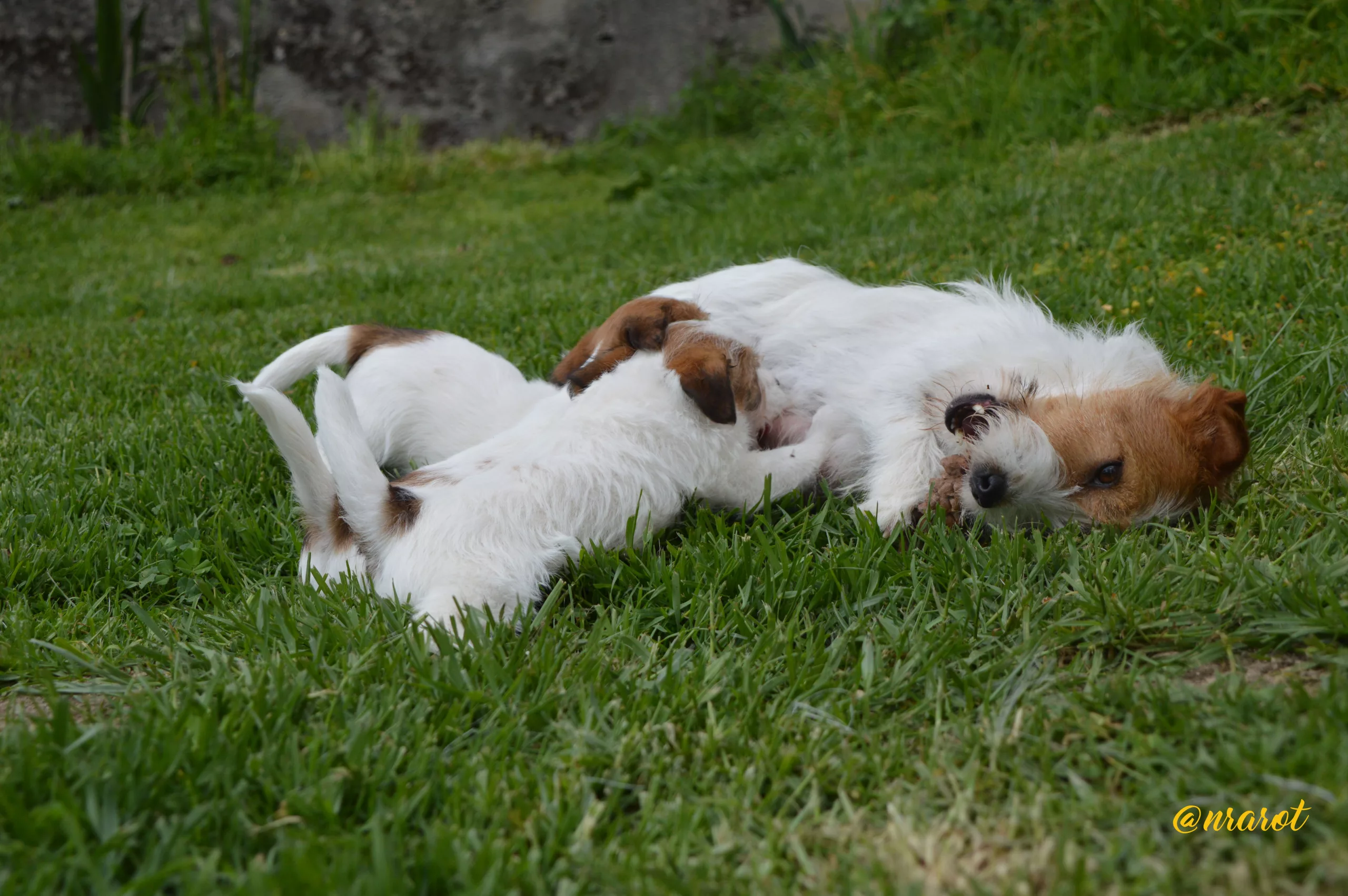 Jack Russell Terrier criado por Vom Anrarot
