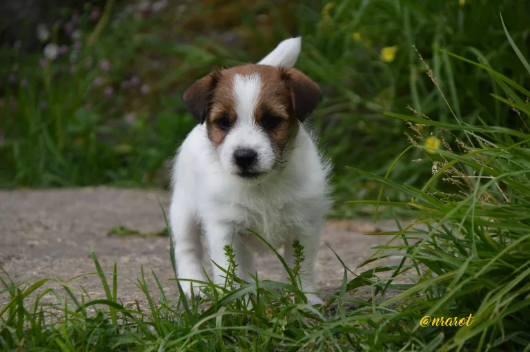 Jack Russell Galicia, Jack Russell Asturias, Jack Russell Cantabria, Jack Russell País Vasco, Jack Russell Navarra, Jack Russell La Rioja, Jack Russell Aragón, Jack Russell Cataluña, Jack Russell Comunidad Valenciana, Jack Russell Islas Baleares, Jack Russell Castilla y León, Jack Russell Castilla-La Mancha, Jack Russell Madrid, Jack Russell Extremadura, Jack Russell Andalucía, Jack Russell Murcia, Jack Russell Islas Canarias, Jack Russell Ceuta, Jack Russell Melilla, camada Jack Russell terrier, pienso para perros, cachorro jack russell terrier, camada jack russell, jack russell anroal, altajara jack russell, jack russell madrid, criadero jack russell terrier, jack russell terrier galicia, mejor criader jack russell terrier, jack russelll pelo broken, jack russell pelo duro, criadero jack russell, jack russell terrier, jack russell terrier precio, jack russell pelo largo, jack russell terrier mini, jack russell pelo corto, jack russell precio, jack russell broken, jack russell pelo duro, jack russell terrier temperamento, jack russell cachorro, jackrussell, jack russell pelo broken, precio jack russell terrier, oncetartessos, jack russell tamaño, altajara, anroal, precio jack russell, criadero de jack russell, cachorro de jack russell, criadores jack russell, camada jack russell terrier, Jack Russell Terrier, Cachorro Jack Russell, Camada Jack Russell Terrier, Jack Russell Terrier pelo broken, Jack Russell pelo duro, Raza Terrier, Cuidado del cachorro, Entrenamiento para cachorro Jack Russell, Camada saludable, Adopción de cachorro Jack Russell, Características de la raza Terrier, Mejor comida para cachorro Jack Russell, Tamaño de camada, Cuidado del cachorro Jack Russell, Consejos para el entrenamiento de cachorros Terrier, Encontrar cachorros Jack Russell, Entrenamiento en el uso de la caja de arena, Comportamiento del cachorro Jack Russell, Salud del cachorro Terrier, Precio del cachorro Jack Russell, Socialización de la camada, Temperamento del cachorro Jack Russell, Criadores de cachorros Terrier, Cuidado del pelaje del cachorro Jack Russell