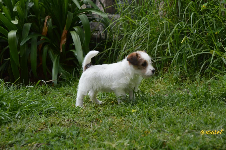 Cachorro de Jack Russell Terrier de pelaje blanco con manchas marrones sentado en el centro de un jardín verde, mirando hacia adelante con ojos llenos de curiosidad y ternura, una escena que encarna la belleza de la vida al aire libre con mascotas.,Jack Russell Galicia, Jack Russell Asturias, Jack Russell Cantabria, Jack Russell País Vasco, Jack Russell Navarra, Jack Russell La Rioja, Jack Russell Aragón, Jack Russell Cataluña, Jack Russell Comunidad Valenciana, Jack Russell Islas Baleares, Jack Russell Castilla y León, Jack Russell Castilla-La Mancha, Jack Russell Madrid, Jack Russell Extremadura, Jack Russell Andalucía, Jack Russell Murcia, Jack Russell Islas Canarias, Jack Russell Ceuta, Jack Russell Melilla, camada Jack Russell terrier, pienso para perros, cachorro jack russell terrier, camada jack russell, jack russell anroal, altajara jack russell, jack russell madrid, criadero jack russell terrier, jack russell terrier galicia, mejor criader jack russell terrier, jack russelll pelo broken, jack russell pelo duro, criadero jack russell, jack russell terrier, jack russell terrier precio, jack russell pelo largo, jack russell terrier mini, jack russell pelo corto, jack russell precio, jack russell broken, jack russell pelo duro, jack russell terrier temperamento, jack russell cachorro, jackrussell, jack russell pelo broken, precio jack russell terrier, oncetartessos, jack russell tamaño, altajara, anroal, precio jack russell, criadero de jack russell, cachorro de jack russell, criadores jack russell, camada jack russell terrier, Jack Russell Terrier, Cachorro Jack Russell, Camada Jack Russell Terrier, Jack Russell Terrier pelo broken, Jack Russell pelo duro, Raza Terrier, Cuidado del cachorro, Entrenamiento para cachorro Jack Russell, Camada saludable, Adopción de cachorro Jack Russell, Características de la raza Terrier, Mejor comida para cachorro Jack Russell, Tamaño de camada, Cuidado del cachorro Jack Russell, Consejos para el entrenamiento de cachorros Terrier, Encontrar cachorros Jack Russell, Entrenamiento en el uso de la caja de arena, Comportamiento del cachorro Jack Russell, Salud del cachorro Terrier, Precio del cachorro Jack Russell, Socialización de la camada, Temperamento del cachorro Jack Russell, Criadores de cachorros Terrier, Cuidado del pelaje del cachorro Jack Russell