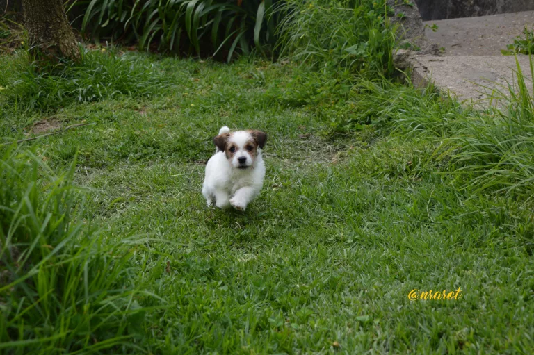 Pequeño cachorro de Jack Russell Terrier parado en un jardín, rodeado de abundante vegetación, con una mirada llena de expectación y alegría, Jack Russell Galicia, Jack Russell Asturias, Jack Russell Cantabria, Jack Russell País Vasco, Jack Russell Navarra, Jack Russell La Rioja, Jack Russell Aragón, Jack Russell Cataluña, Jack Russell Comunidad Valenciana, Jack Russell Islas Baleares, Jack Russell Castilla y León, Jack Russell Castilla-La Mancha, Jack Russell Madrid, Jack Russell Extremadura, Jack Russell Andalucía, Jack Russell Murcia, Jack Russell Islas Canarias, Jack Russell Ceuta, Jack Russell Melilla, camada Jack Russell terrier, pienso para perros, cachorro jack russell terrier, camada jack russell, jack russell anroal, altajara jack russell, jack russell madrid, criadero jack russell terrier, jack russell terrier galicia, mejor criader jack russell terrier, jack russelll pelo broken, jack russell pelo duro, criadero jack russell, jack russell terrier, jack russell terrier precio, jack russell pelo largo, jack russell terrier mini, jack russell pelo corto, jack russell precio, jack russell broken, jack russell pelo duro, jack russell terrier temperamento, jack russell cachorro, jackrussell, jack russell pelo broken, precio jack russell terrier, oncetartessos, jack russell tamaño, altajara, anroal, precio jack russell, criadero de jack russell, cachorro de jack russell, criadores jack russell, camada jack russell terrier, Jack Russell Terrier, Cachorro Jack Russell, Camada Jack Russell Terrier, Jack Russell Terrier pelo broken, Jack Russell pelo duro, Raza Terrier, Cuidado del cachorro, Entrenamiento para cachorro Jack Russell, Camada saludable, Adopción de cachorro Jack Russell, Características de la raza Terrier, Mejor comida para cachorro Jack Russell, Tamaño de camada, Cuidado del cachorro Jack Russell, Consejos para el entrenamiento de cachorros Terrier, Encontrar cachorros Jack Russell, Entrenamiento en el uso de la caja de arena, Comportamiento del cachorro Jack Russell, Salud del cachorro Terrier, Precio del cachorro Jack Russell, Socialización de la camada, Temperamento del cachorro Jack Russell, Criadores de cachorros Terrier, Cuidado del pelaje del cachorro Jack Russell