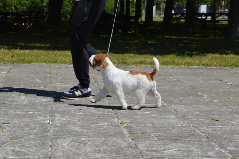 Jack Russell Galicia, Jack Russell Asturias, Jack Russell Cantabria, Jack Russell País Vasco, Jack Russell Navarra, Jack Russell La Rioja, Jack Russell Aragón, Jack Russell Cataluña, Jack Russell Comunidad Valenciana, Jack Russell Islas Baleares, Jack Russell Castilla y León, Jack Russell Castilla-La Mancha, Jack Russell Madrid, Jack Russell Extremadura, Jack Russell Andalucía, Jack Russell Murcia, Jack Russell Islas Canarias, Jack Russell Ceuta, Jack Russell Melilla, camada Jack Russell terrier, pienso para perros, cachorro jack russell terrier, camada jack russell, jack russell anroal, altajara jack russell, jack russell madrid, criadero jack russell terrier, jack russell terrier galicia, mejor criader jack russell terrier, jack russelll pelo broken, jack russell pelo duro, criadero jack russell, jack russell terrier, jack russell terrier precio, jack russell pelo largo, jack russell terrier mini, jack russell pelo corto, jack russell precio, jack russell broken, jack russell pelo duro, jack russell terrier temperamento, jack russell cachorro, jackrussell, jack russell pelo broken, precio jack russell terrier, oncetartessos, jack russell tamaño, altajara, anroal, precio jack russell, criadero de jack russell, cachorro de jack russell, criadores jack russell, camada jack russell terrier, Jack Russell Terrier, Cachorro Jack Russell, Camada Jack Russell Terrier, Jack Russell Terrier pelo broken, Jack Russell pelo duro, Raza Terrier, Cuidado del cachorro, Entrenamiento para cachorro Jack Russell, Camada saludable, Adopción de cachorro Jack Russell, Características de la raza Terrier, Mejor comida para cachorro Jack Russell, Tamaño de camada, Cuidado del cachorro Jack Russell, Consejos para el entrenamiento de cachorros Terrier, Encontrar cachorros Jack Russell, Entrenamiento en el uso de la caja de arena, Comportamiento del cachorro Jack Russell, Salud del cachorro Terrier, Precio del cachorro Jack Russell, Socialización de la camada, Temperamento del cachorro Jack Russell, Criadores de cachorros Terrier, Cuidado del pelaje del cachorro Jack Russell, algrafs, criadero jack russell, jack russell galicia