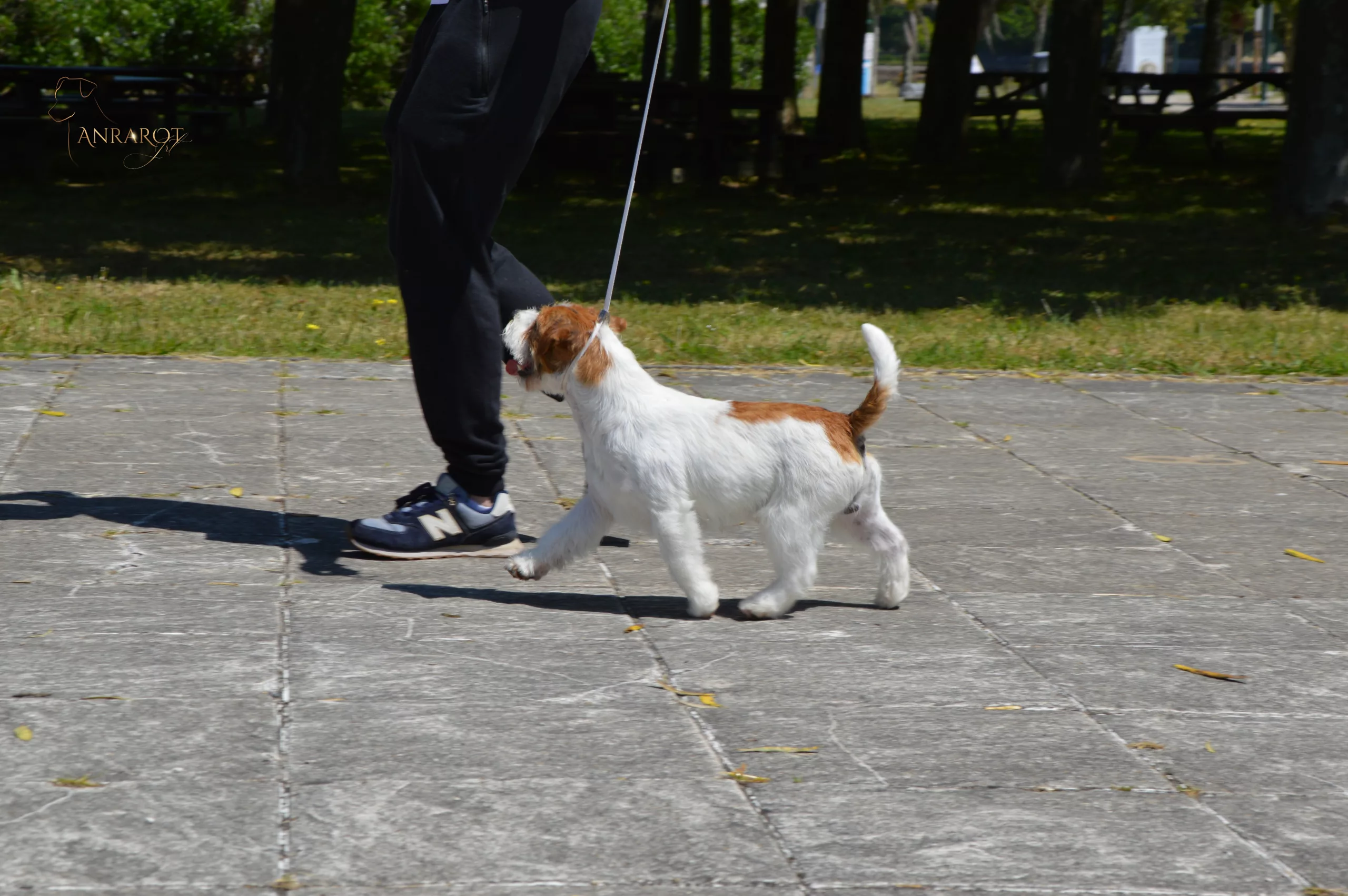 Jack Russell Terrier caminando con correa y mostrando movimiento