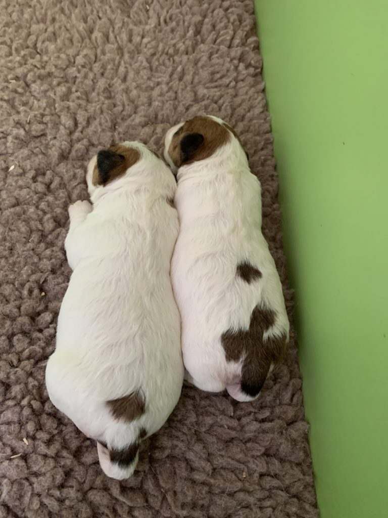 Jack Russell Galicia, Jack Russell Asturias, Jack Russell Cantabria, Jack Russell País Vasco, Jack Russell Navarra, Jack Russell La Rioja, Jack Russell Aragón, Jack Russell Cataluña, Jack Russell Comunidad Valenciana, Jack Russell Islas Baleares, Jack Russell Castilla y León, Jack Russell Castilla-La Mancha, Jack Russell Madrid, Jack Russell Extremadura, Jack Russell Andalucía, Jack Russell Murcia, Jack Russell Islas Canarias, Jack Russell Ceuta, Jack Russell Melilla, camada Jack Russell terrier, pienso para perros, cachorro jack russell terrier, camada jack russell, jack russell anroal, altajara jack russell, jack russell madrid, criadero jack russell terrier, jack russell terrier galicia, mejor criader jack russell terrier, jack russelll pelo broken, jack russell pelo duro, criadero jack russell, jack russell terrier, jack russell terrier precio, jack russell pelo largo, jack russell terrier mini, jack russell pelo corto, jack russell precio, jack russell broken, jack russell pelo duro, jack russell terrier temperamento, jack russell cachorro, jackrussell, jack russell pelo broken, precio jack russell terrier, oncetartessos, jack russell tamaño, altajara, anroal, precio jack russell, criadero de jack russell, cachorro de jack russell, criadores jack russell, camada jack russell terrier, Jack Russell Terrier, Cachorro Jack Russell, Camada Jack Russell Terrier, Jack Russell Terrier pelo broken, Jack Russell pelo duro, Raza Terrier, Cuidado del cachorro, Entrenamiento para cachorro Jack Russell, Camada saludable, Adopción de cachorro Jack Russell, Características de la raza Terrier, Mejor comida para cachorro Jack Russell, Tamaño de camada, Cuidado del cachorro Jack Russell, Consejos para el entrenamiento de cachorros Terrier, Encontrar cachorros Jack Russell, Entrenamiento en el uso de la caja de arena, Comportamiento del cachorro Jack Russell, Salud del cachorro Terrier, Precio del cachorro Jack Russell, Socialización de la camada, Temperamento del cachorro Jack Russell, Criadores de cachorros Terrier, Cuidado del pelaje del cachorro Jack Russell, Dos cachorras Jack Russell Terrier recién nacidas durmiendo juntas, nacidas el 23 de abril de 2025