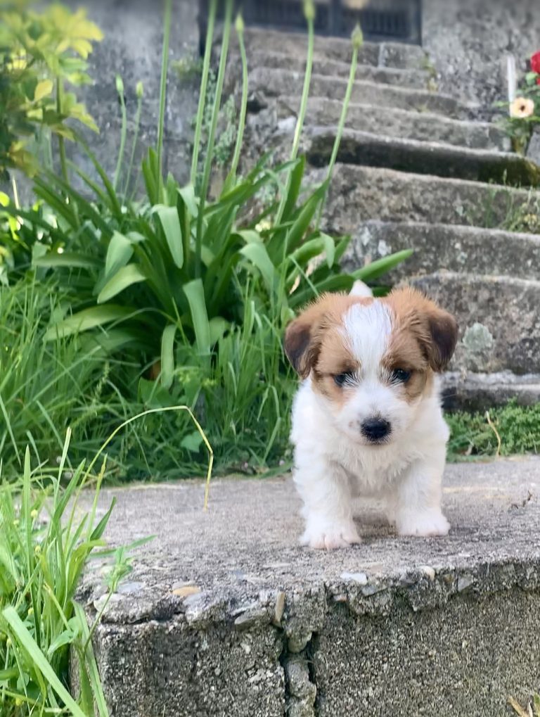 Cachorra Jack Russell Terrier de pelo broken en Galicia en nuestro criadero familiar