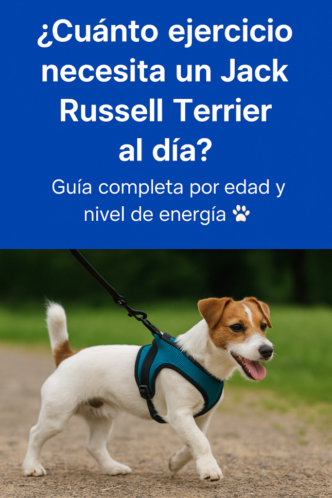 Jack Russell Terrier haciendo ejercicio al aire libre